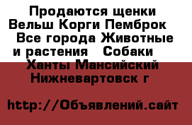 Продаются щенки Вельш Корги Пемброк  - Все города Животные и растения » Собаки   . Ханты-Мансийский,Нижневартовск г.